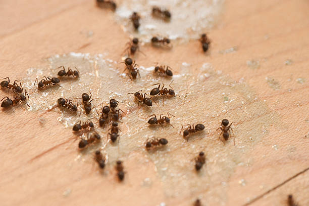 Best Exterminator Services  in Paradise Hills, NM