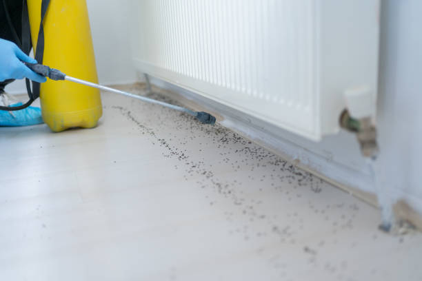 Best Flea Control Services  in Paradise Hills, NM